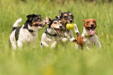 Dogs 7 gettyimages-962993790