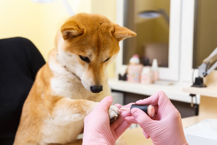 Shiba Inu dog getting a pawicure.