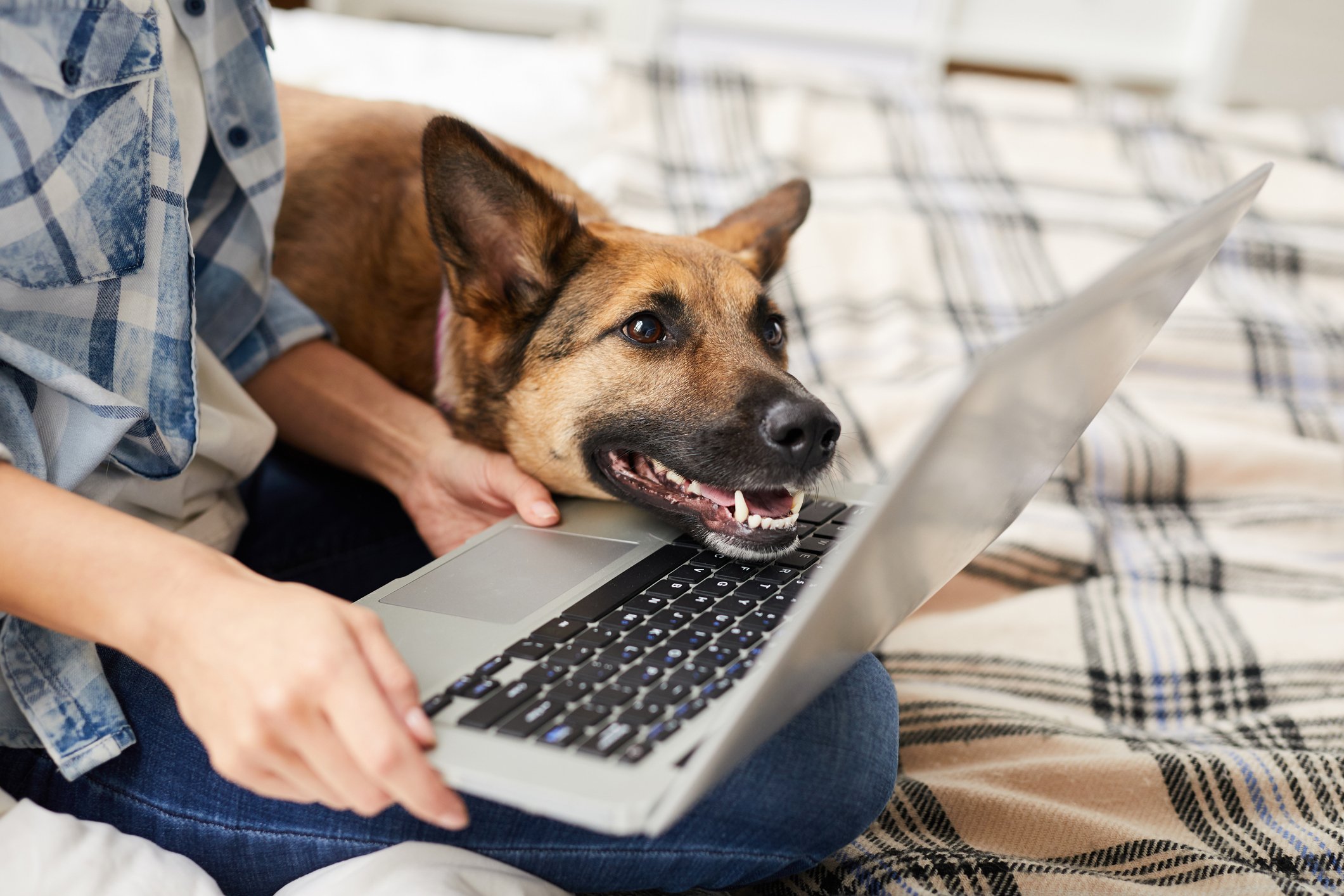 Dog laptop person