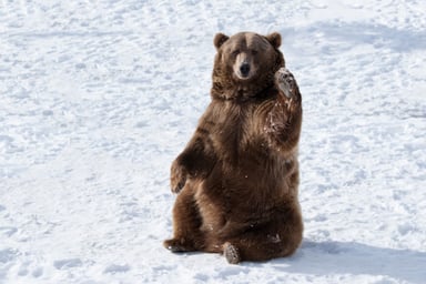 a bear waves while sitting on snow
