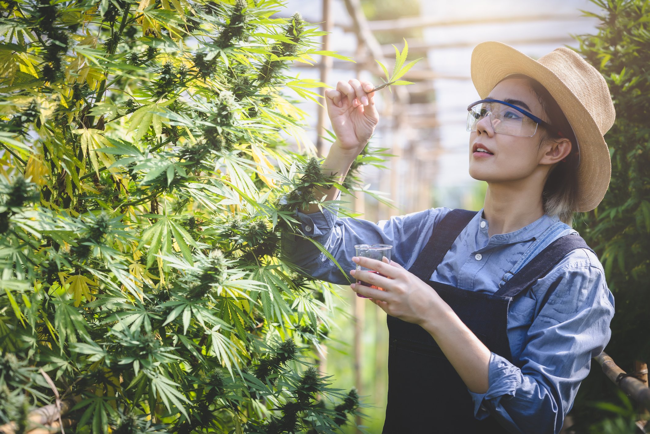 cannabis farm researcher