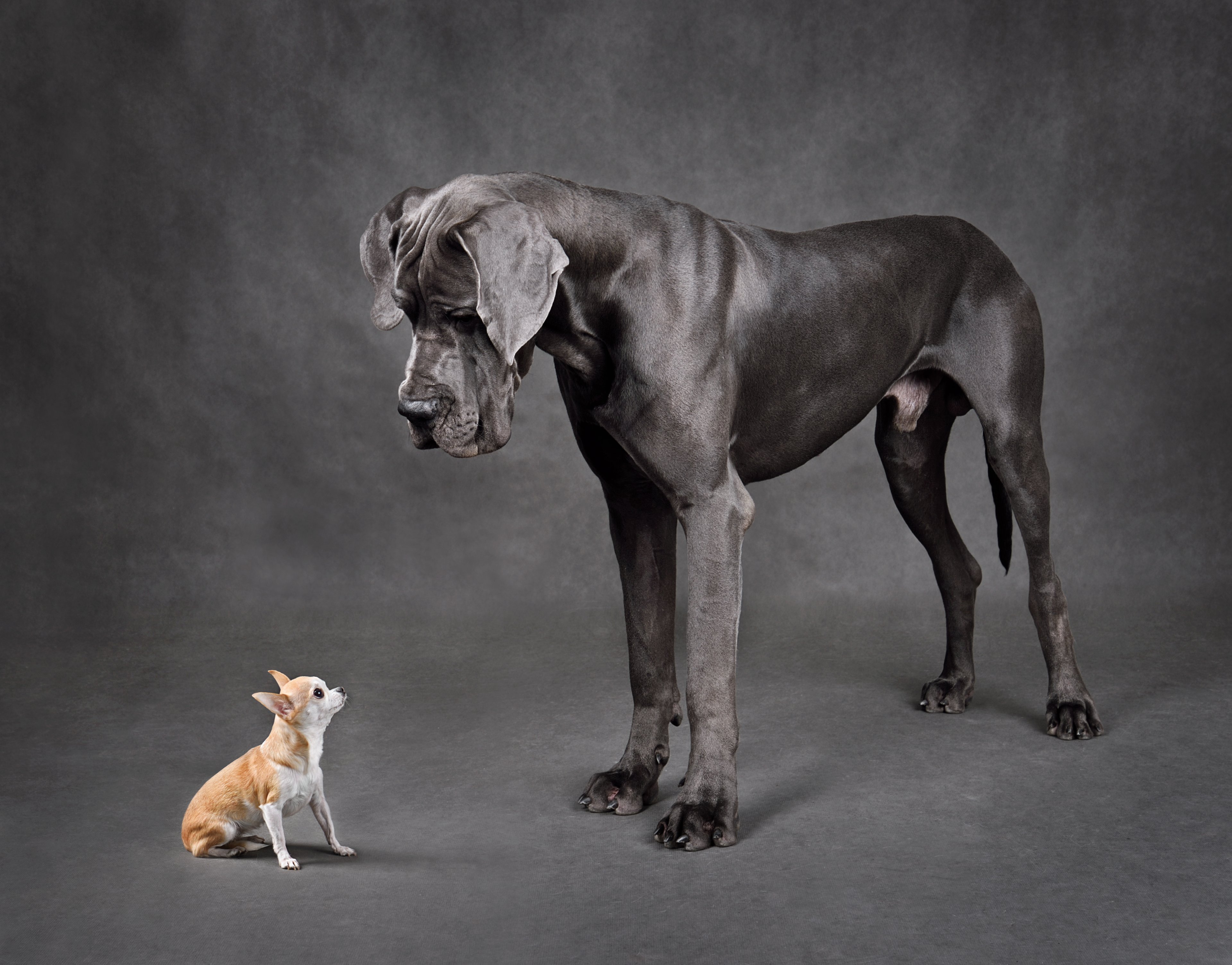 A Chihuahua sitting next to a Great Dane. 