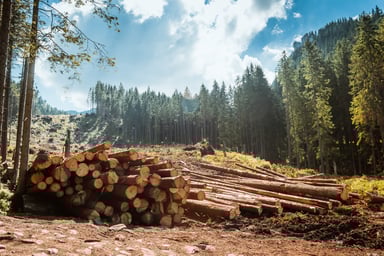Log stacks along the forest road source getty