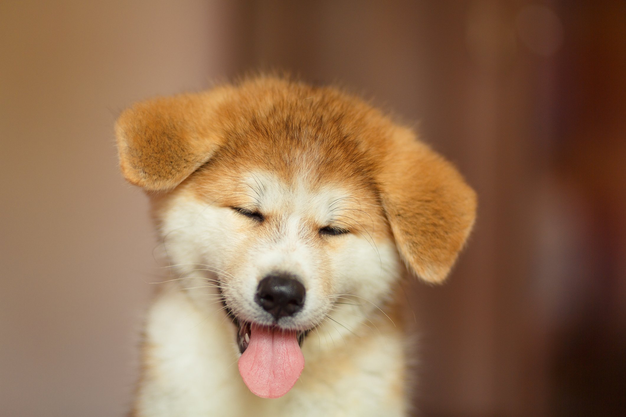 shiba inu22