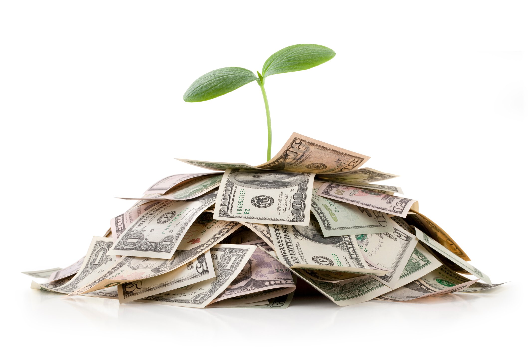 Money Plant