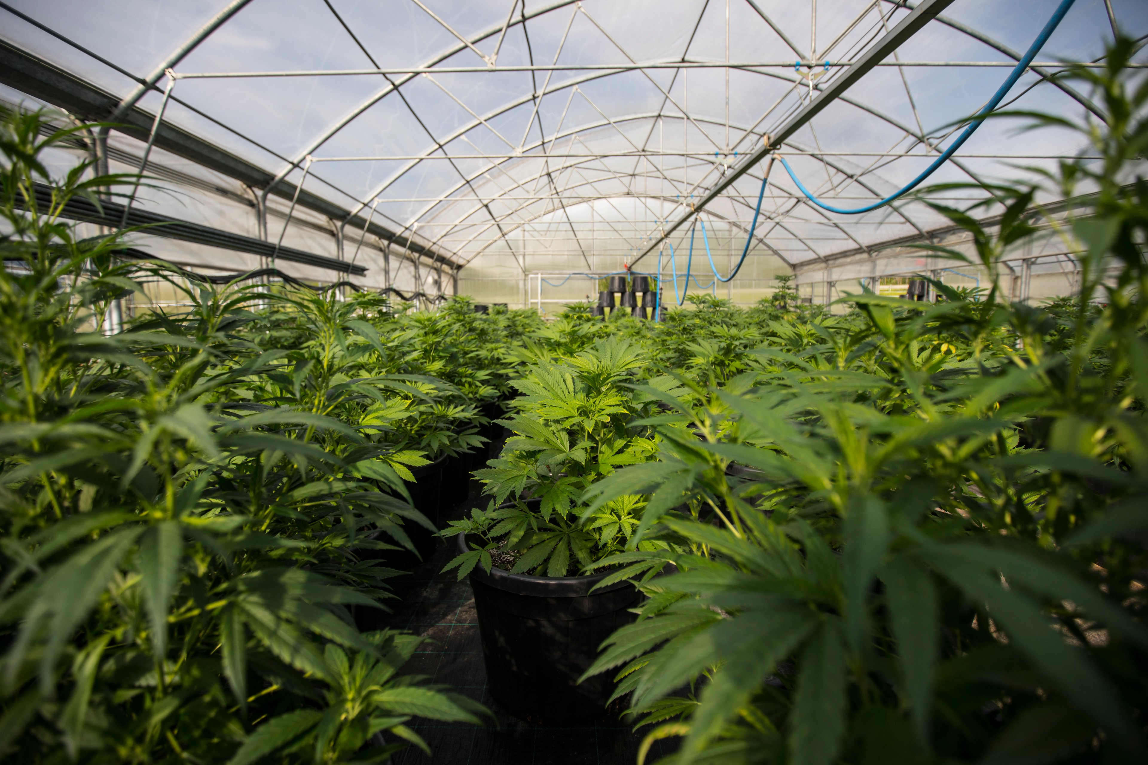 indoor marijuana farm greenhouse cannabis weed