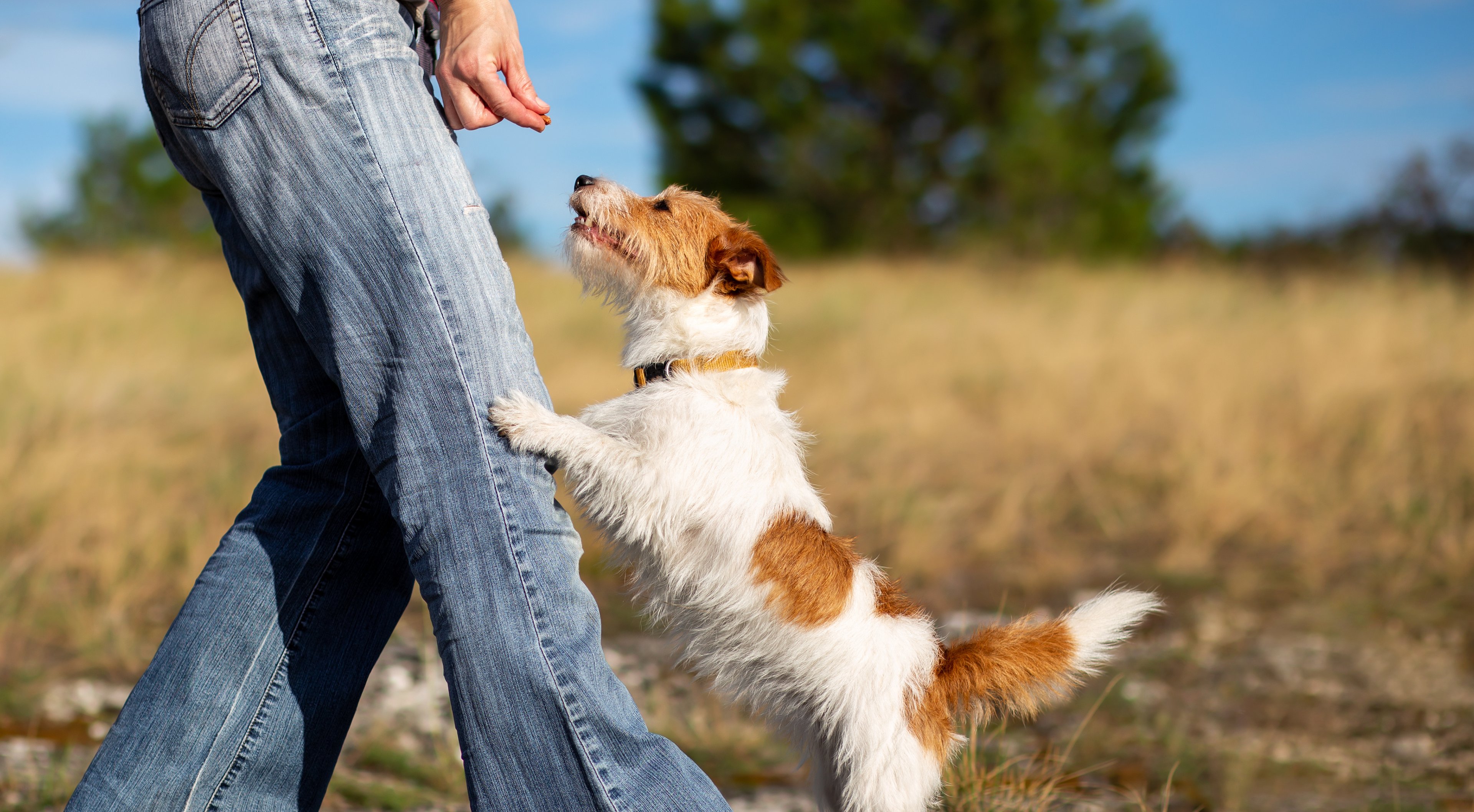 dog getting treat from owner