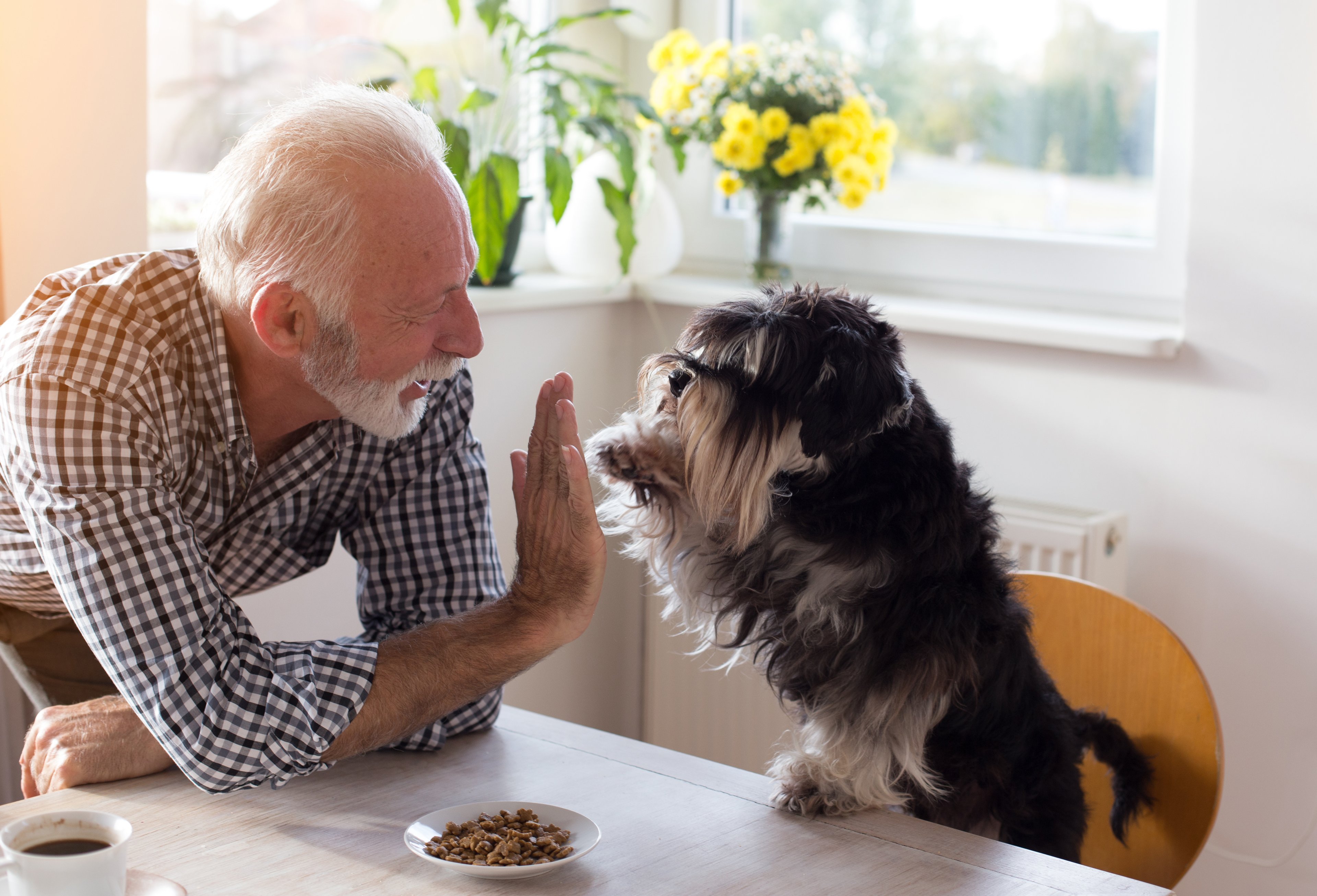 Older adult and small dog giving each other a high-five.