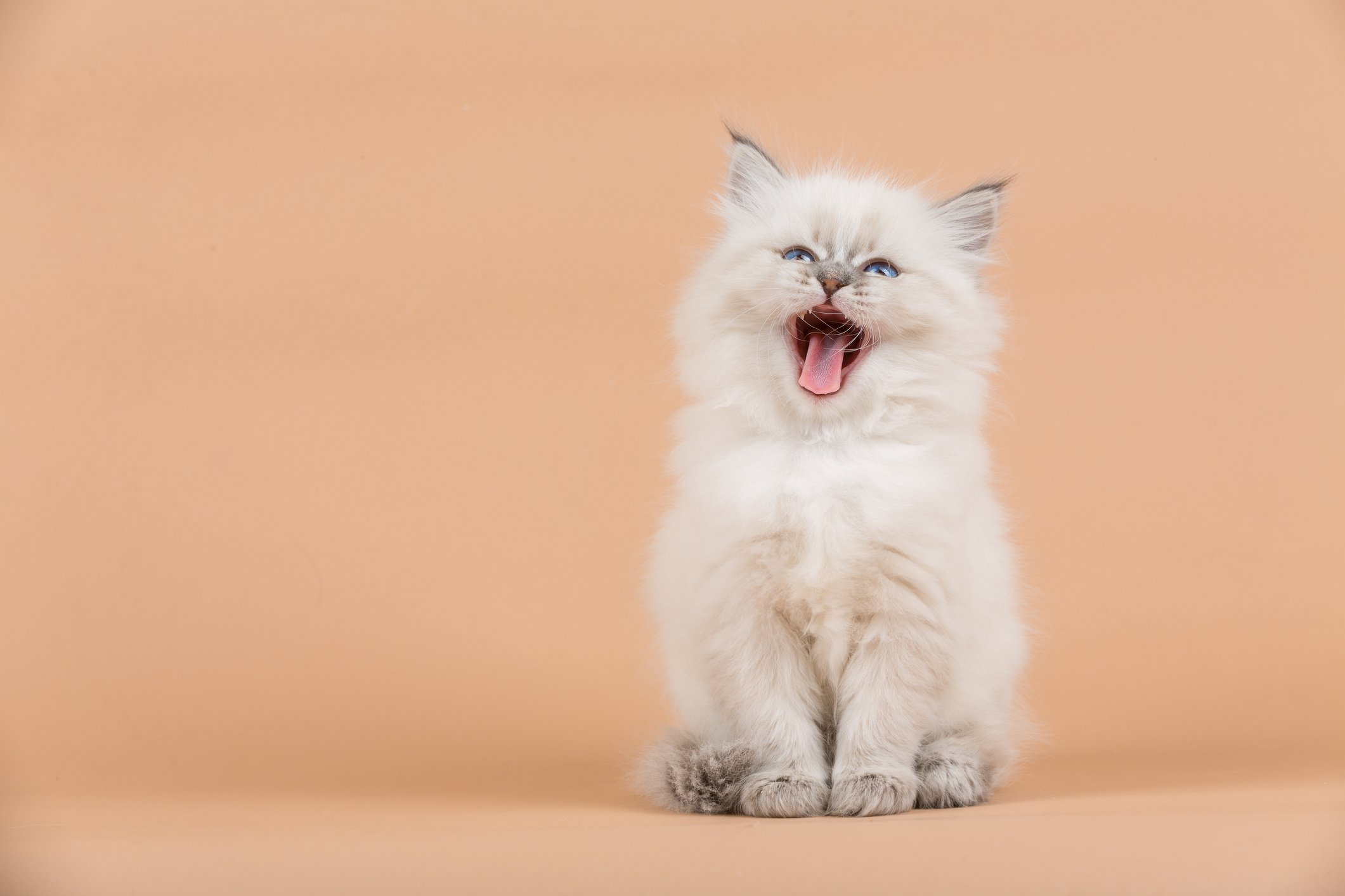 Getty - happy exclaiming cat