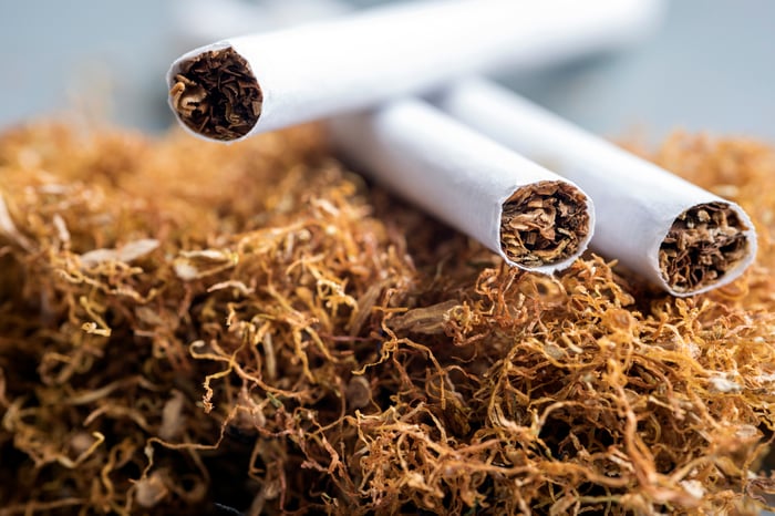 Three tobacco cigarettes placed on top of a bed of dry tobacco. 