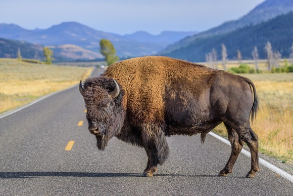 A bison in the middle of a road.