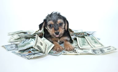 money and puppy investing winner
