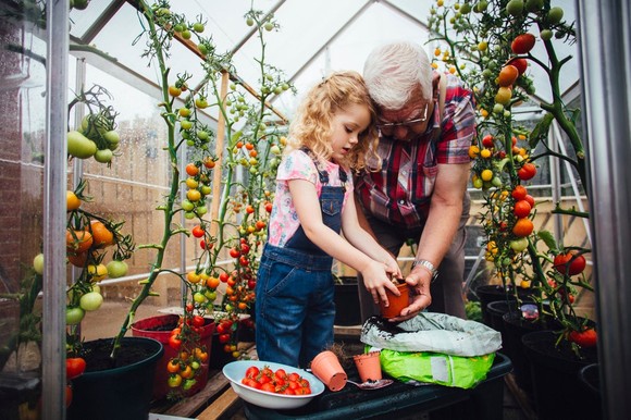 Two different generations of people picking tomatoes in a greenhouse.