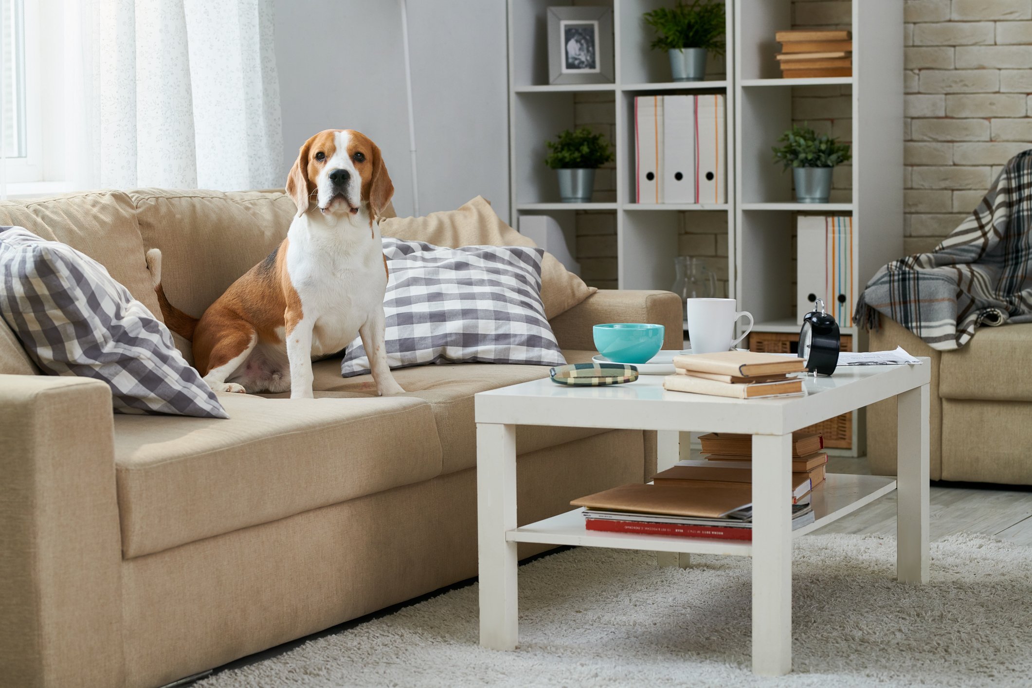 Dog sitting on couch