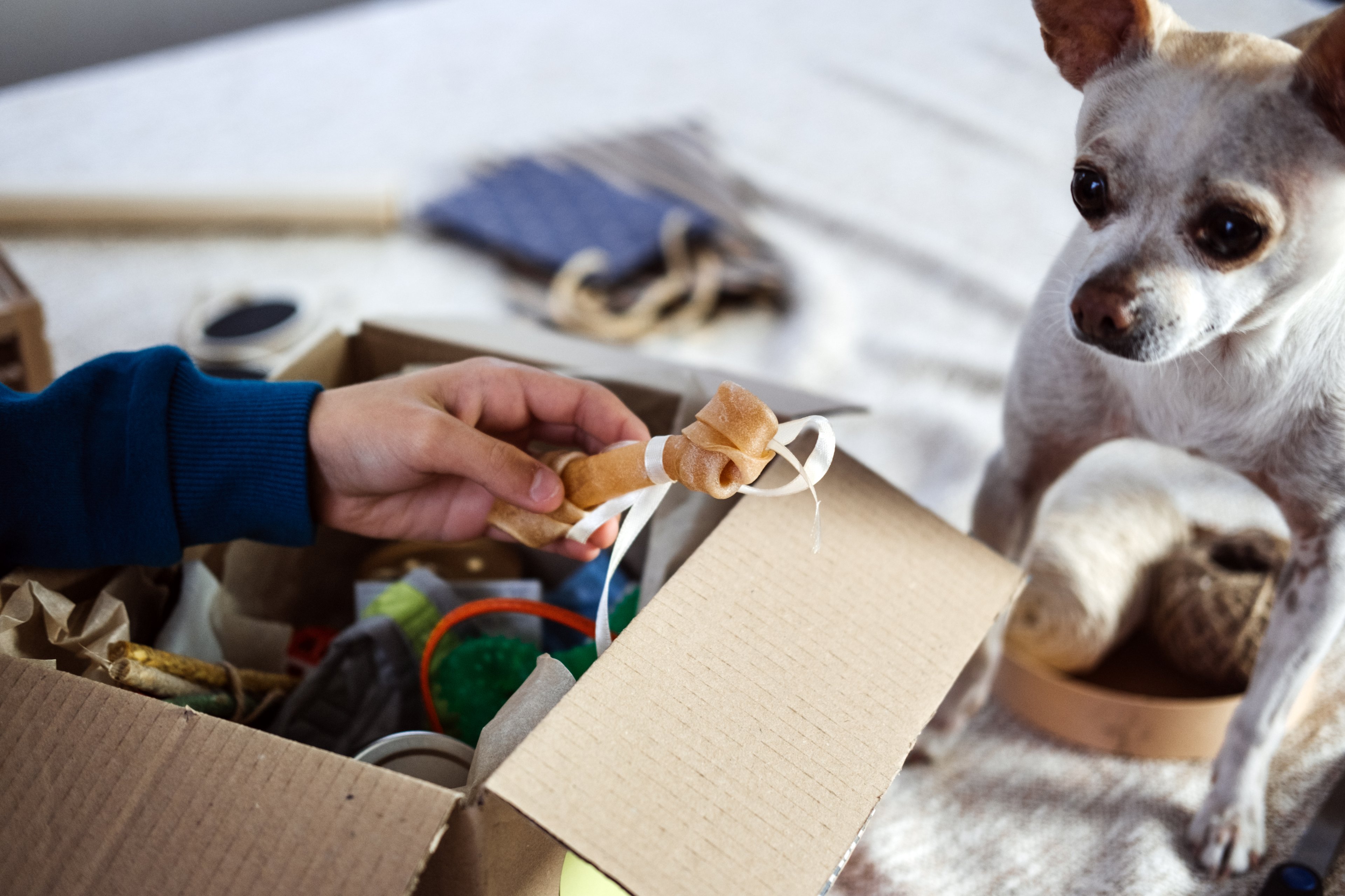 A dog getting a treat from a box. 