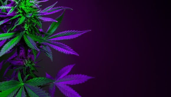 A cannabis plant growing in the dark.