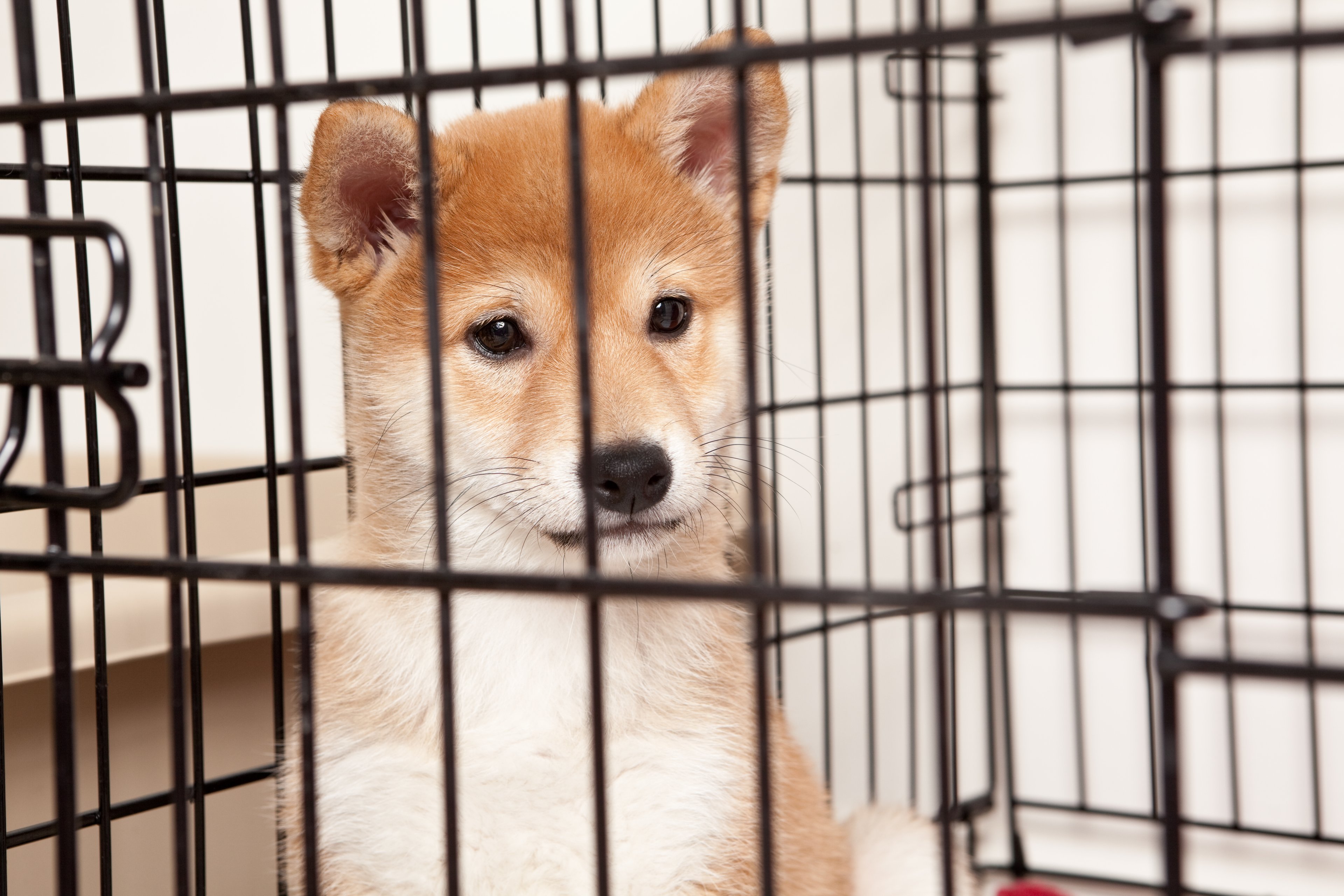 A sad Shiba Inu puppy sitting inside a cage.