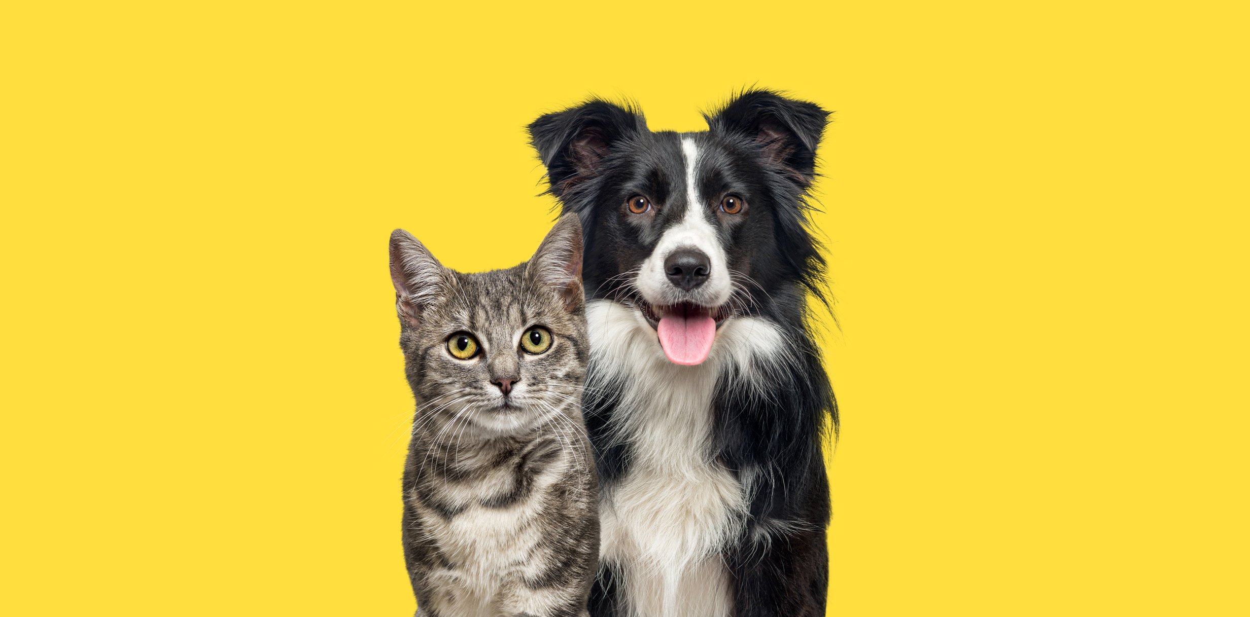 Getty - dog and cat yellow background pets animals