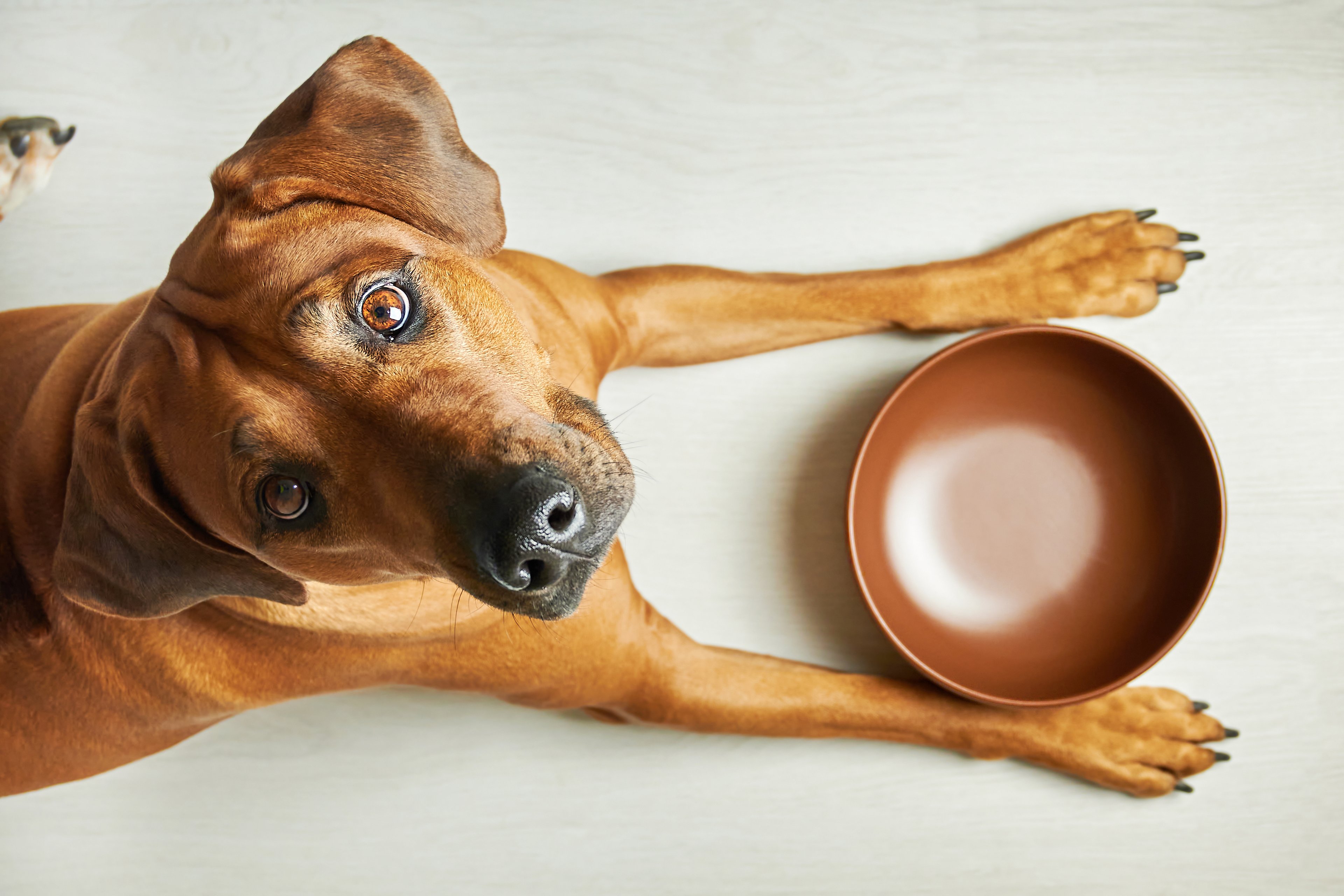 dog waiting by empty food bowl