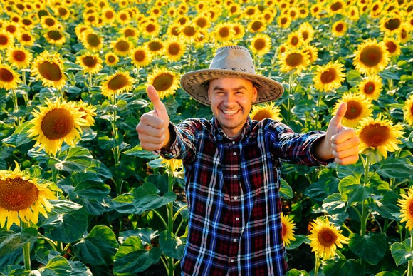 Someone in a hat standing among sunflowers, with both thumbs up, smiling.