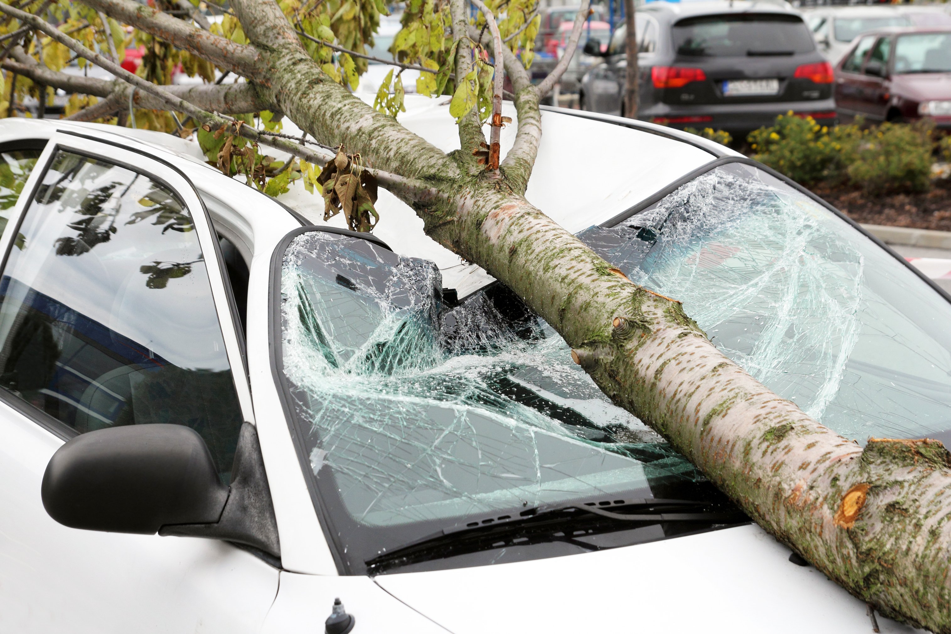 A tree lays across the top of a white car, with the roof caved in and the windshield shattered.