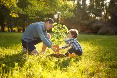 father and child plant tree in yard.