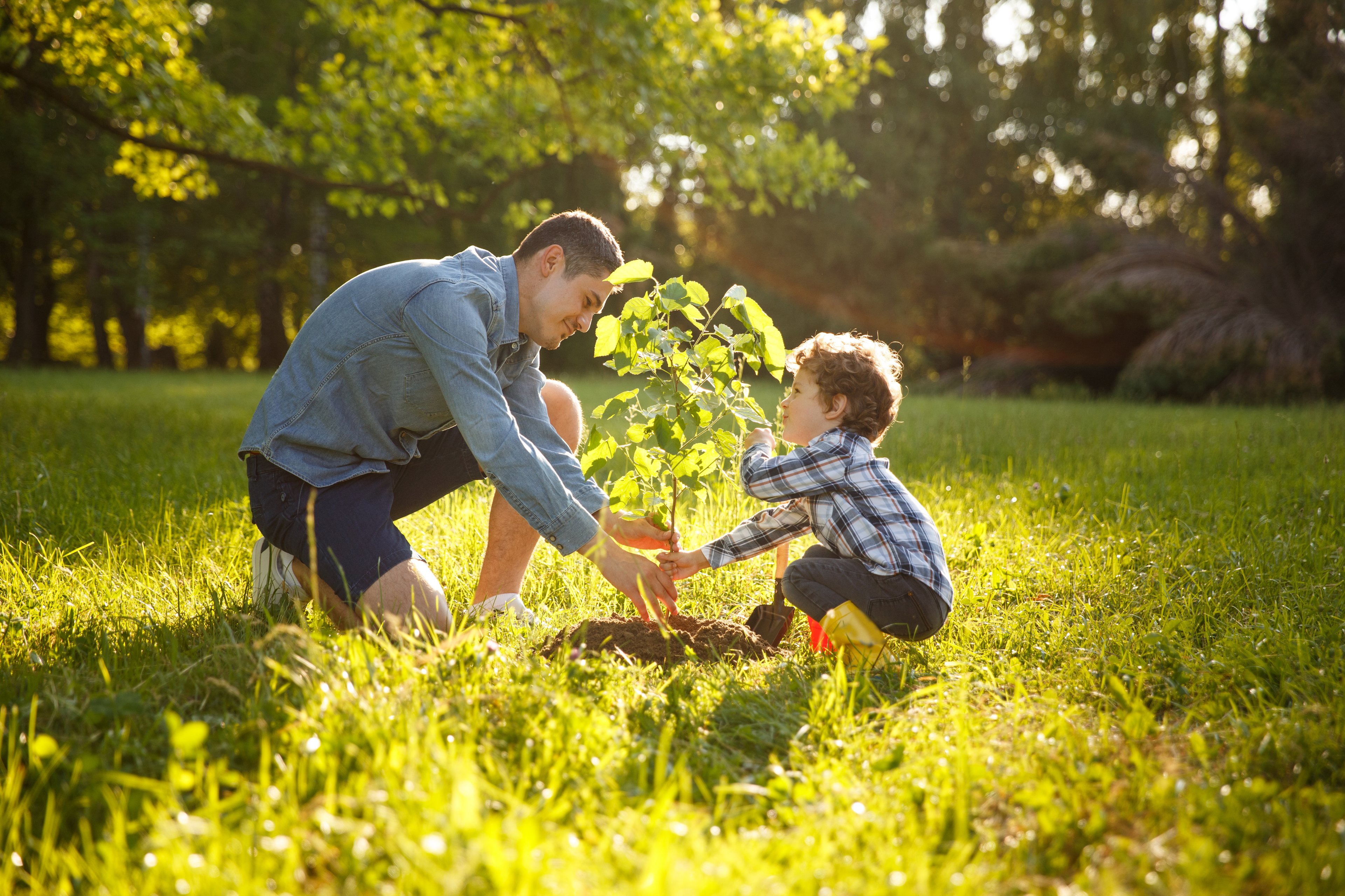 Parent and child plant a tree in a yard.