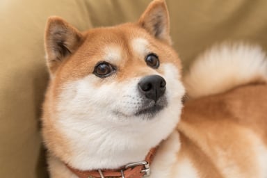 DOGEMusk