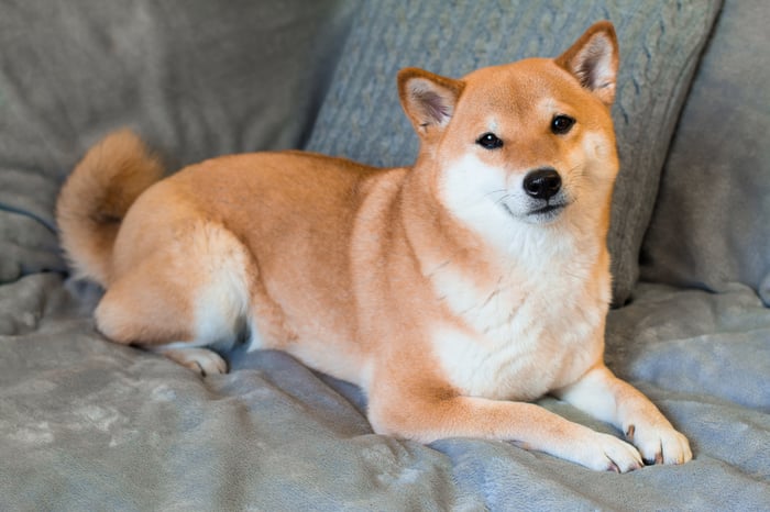 shiba inu dog sitting on couch.