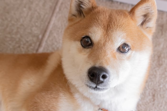 A cute Shiba Inu dog sitting on a couch looks towards the viewer with rapt attention.