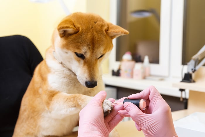 A Shiba Inu dog getting one of its nails painted.