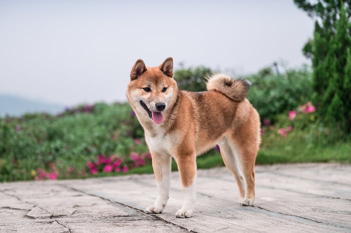 A Shiba Inu dog standing in front of a landscape.