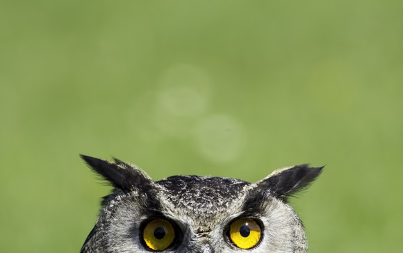 An owl peeks up, just above the bottom of the image frame.