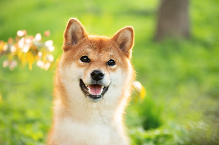 A shiba inu dog playing in a field.