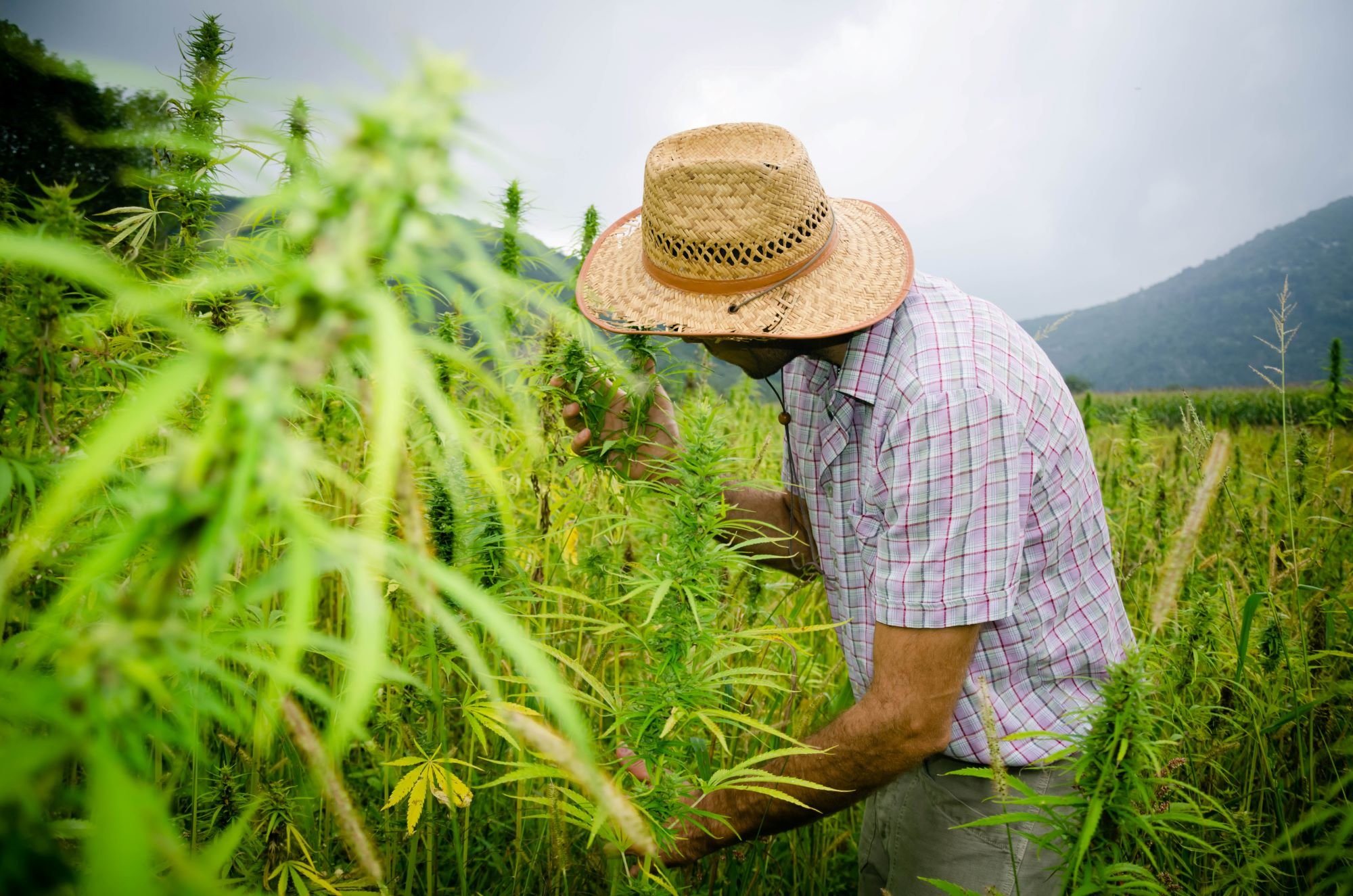 A person examining a cannabis plant.