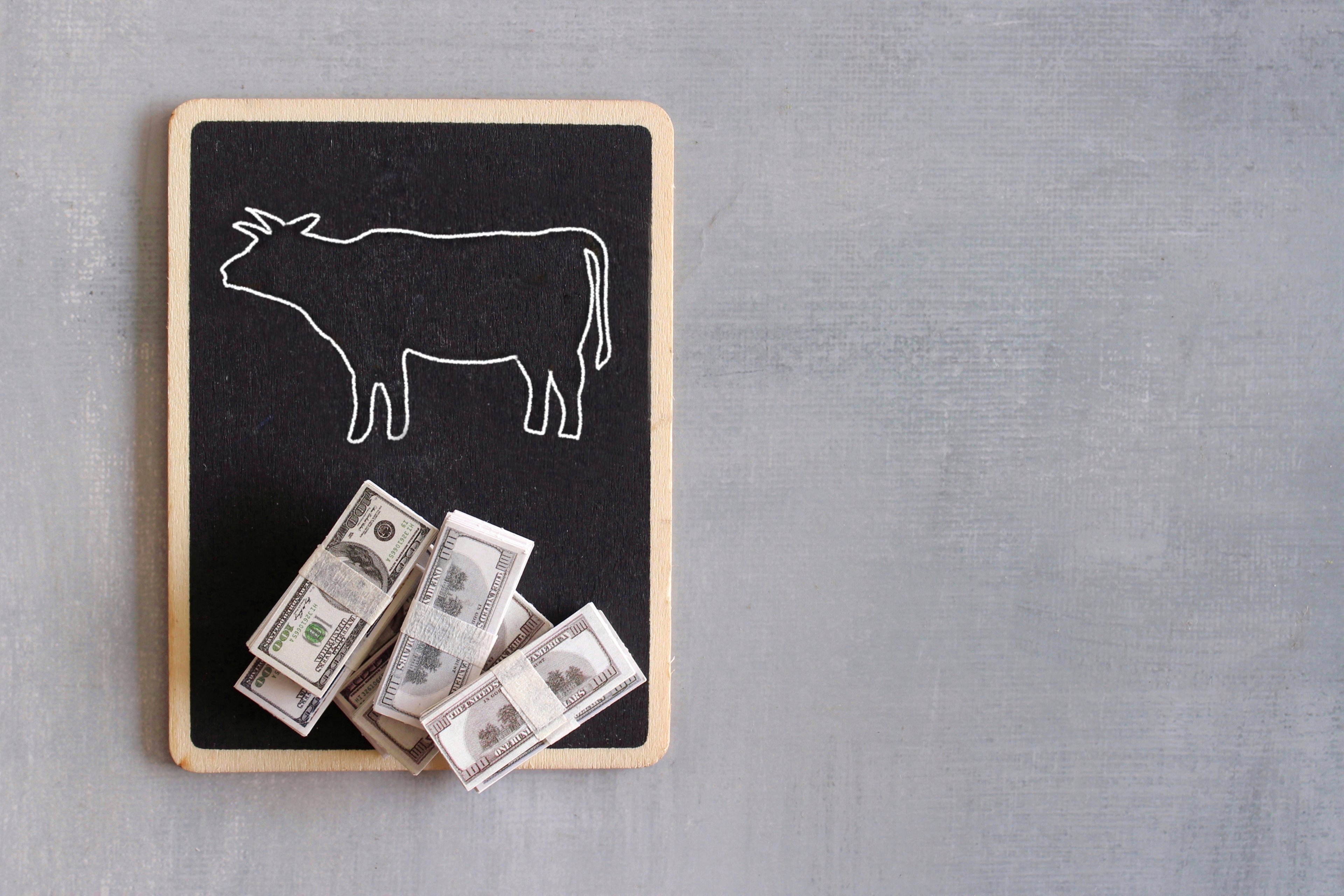 Bull on a chalkboard with cash.