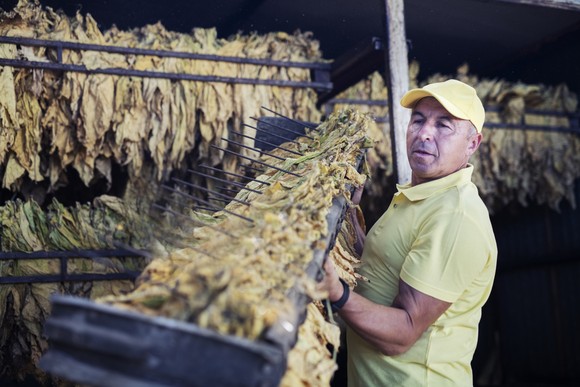 Worker in yellow shirt and cap handling dried tobacco leaves inside a curing barn.