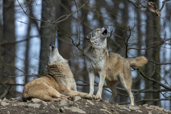 Two wolves howling in a forest.