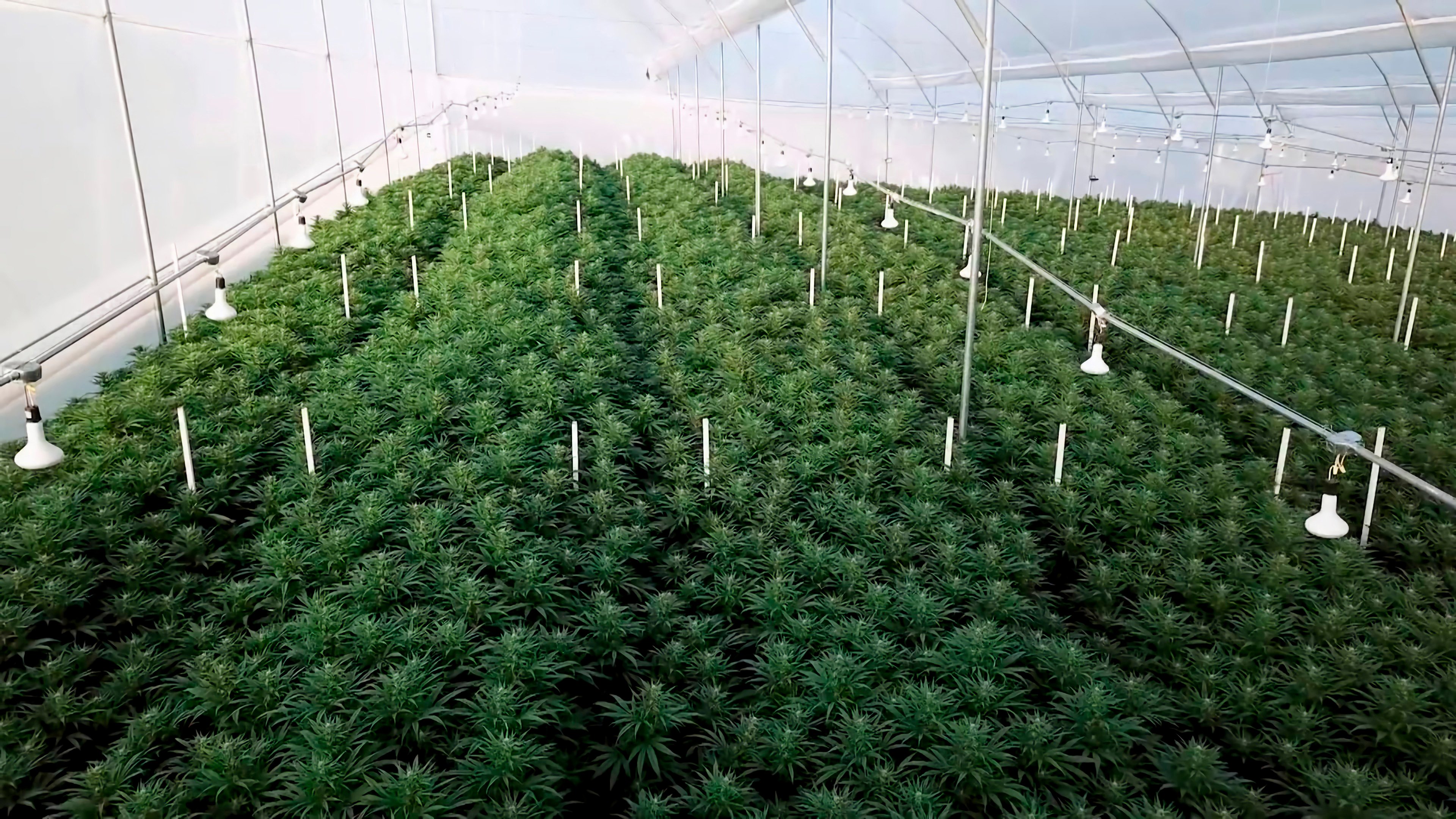 rows of cannabis