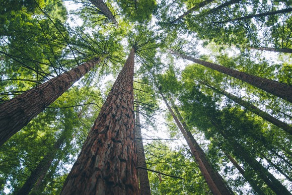 Looking up the trunks of tall redwood trees. 