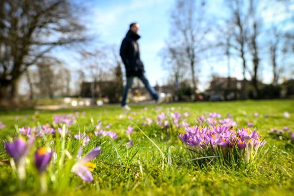 Person strolls in front of a sunlit lawn with flowers on it.