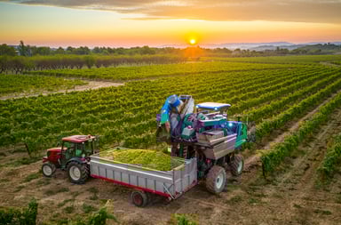 A grape harvester depositing into a truck