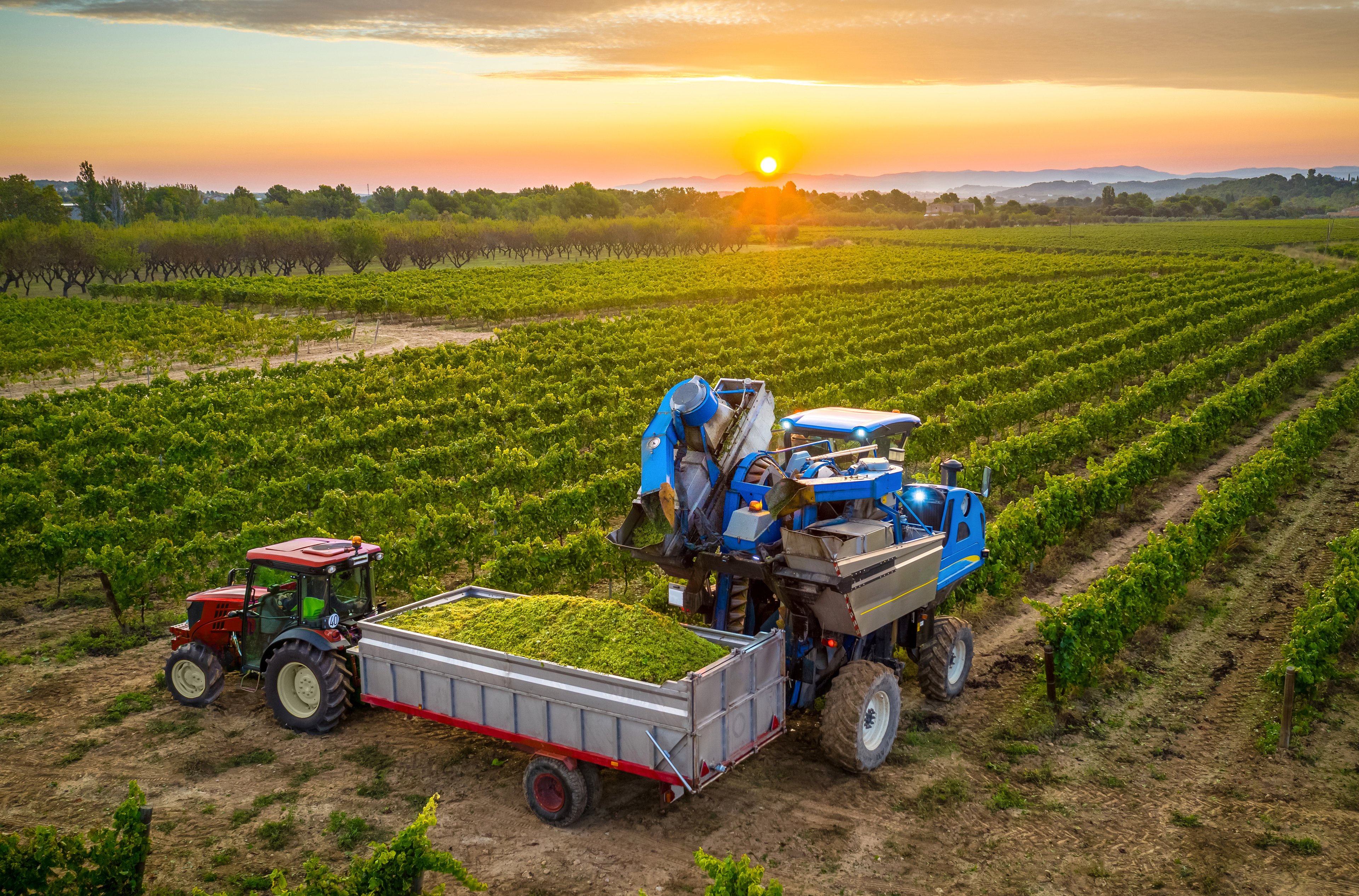 A grape harvester depositing into a truck