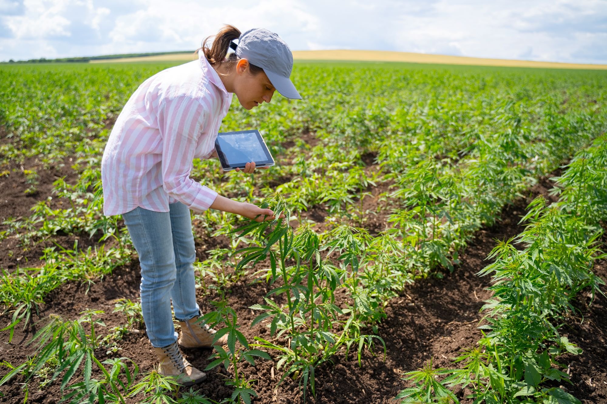 A person in a field tending to a cannabis plant.