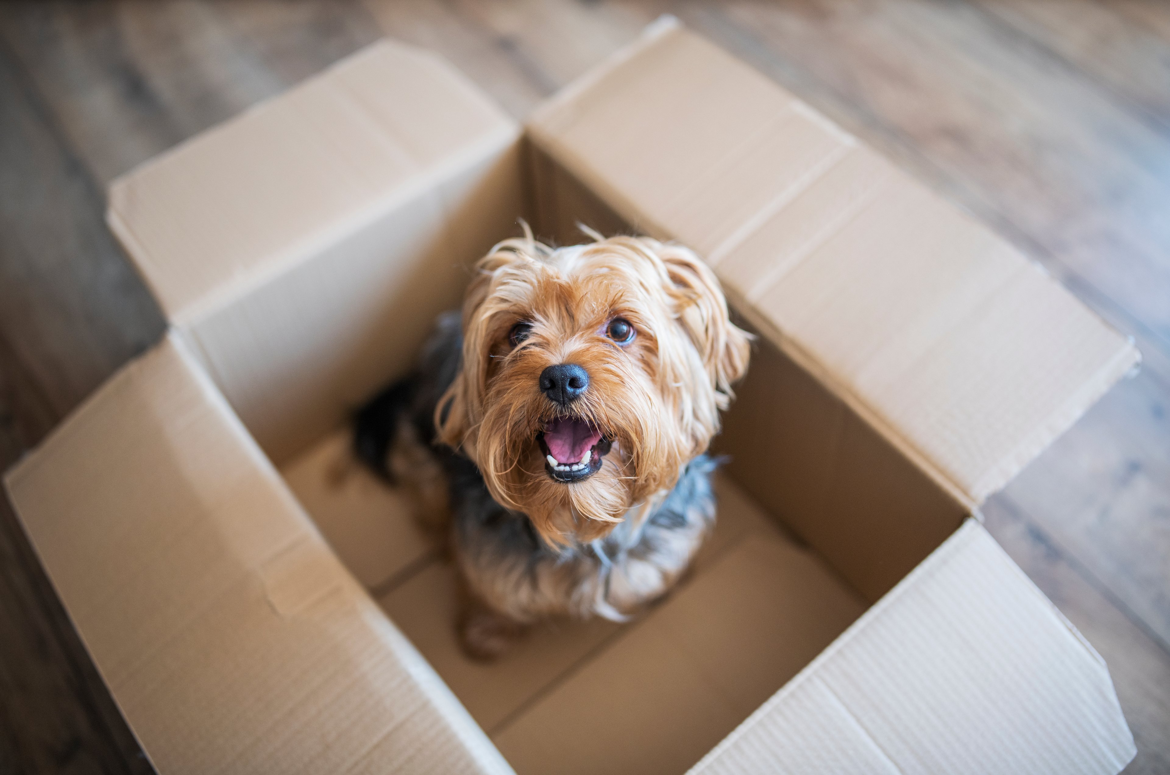 A dog sits inside a cardboard box, looking up at the camera while panting.