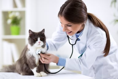 Veterinarian cat sick pet health-1200x800-5b2df79