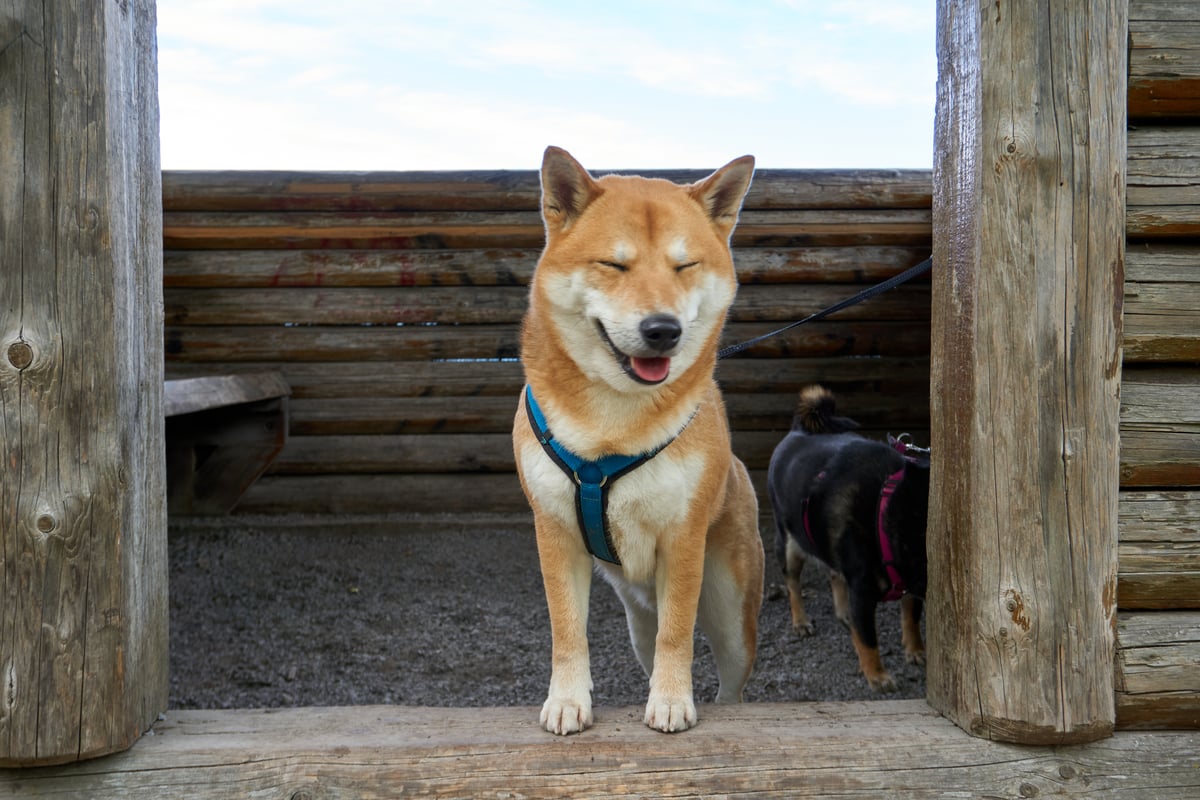 Here's Why Dogecoin Barked 13% Higher Today
