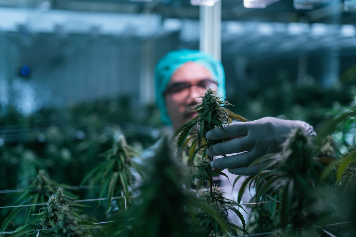 Canopy Growth's 99.6% Collapse: Structural Decay or Contrarian Opportunity?