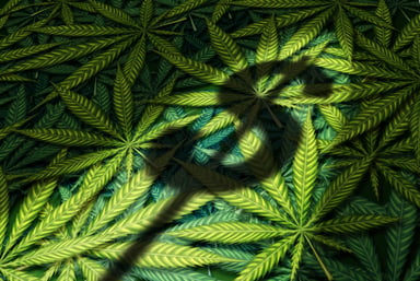 Cannabis with shadow of a dollar sign