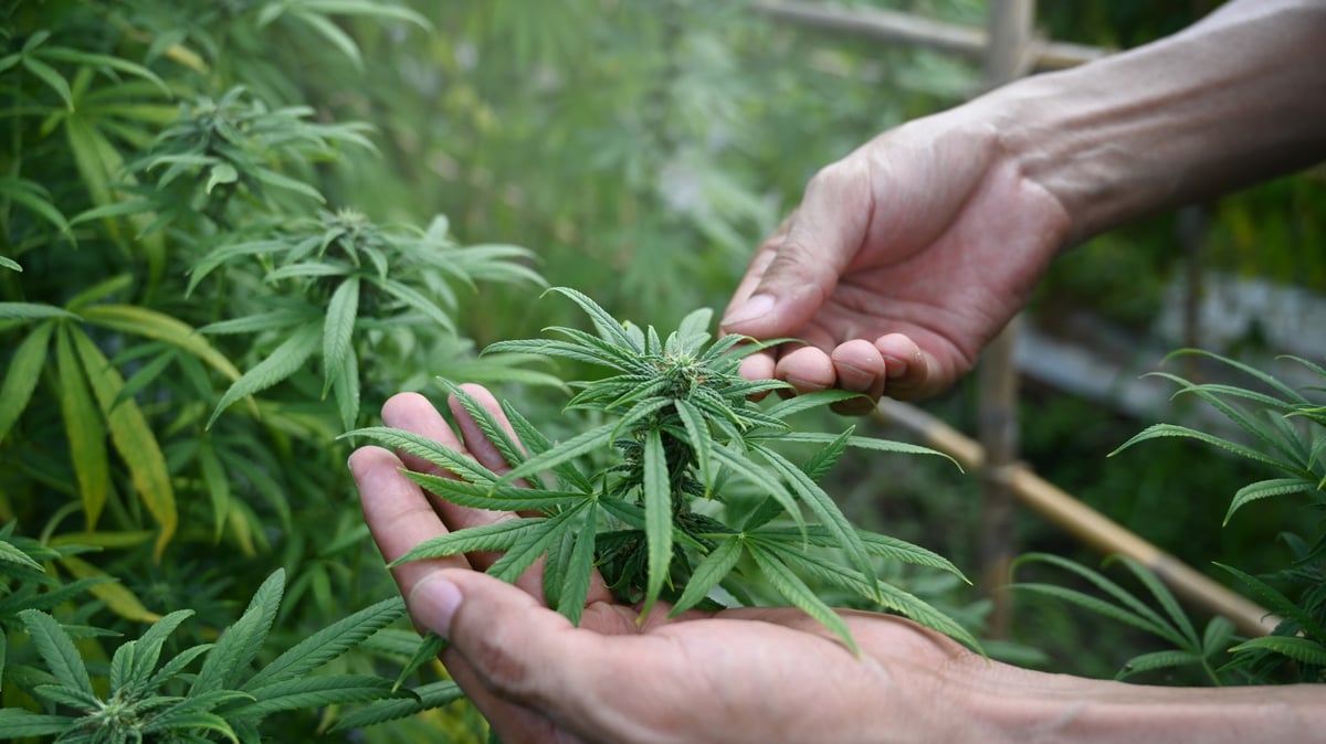 Canopy Growth Still Looks Broken -- But These 3 Numbers Suggest a Turnaround May Be Starting